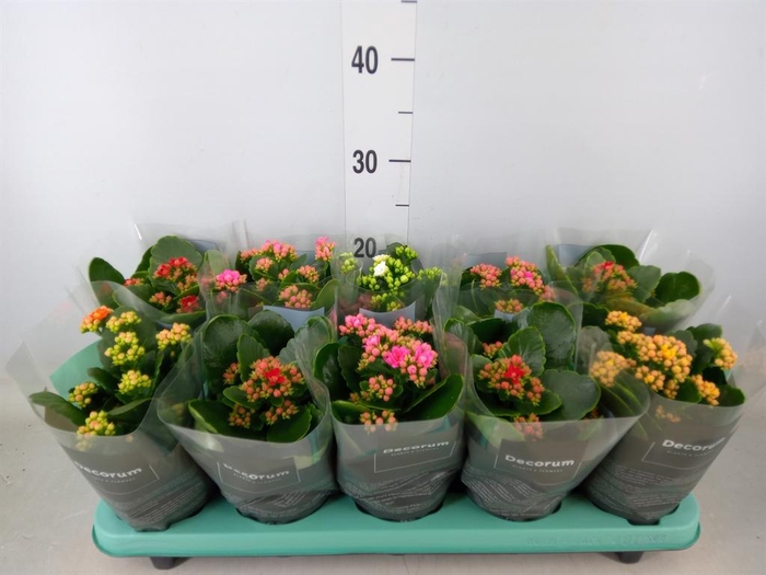 <h4>Kalanchoe blos.   ..rosebud mix  5</h4>
