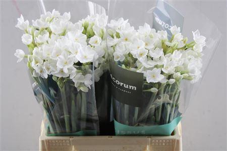 <h4>Narc Ta Ziva Paperwhite</h4>