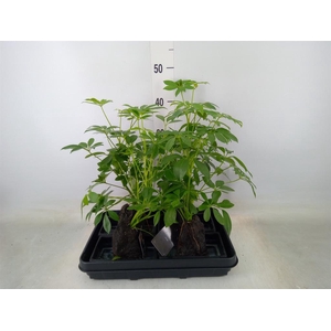 Arr.   Kamerplant Groen H%