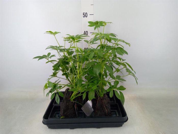 <h4>Arr. Kamerplant Groen H%</h4>