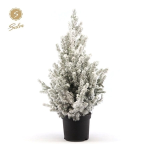 Picea gl. 'December'® P19 50/60 + Snow