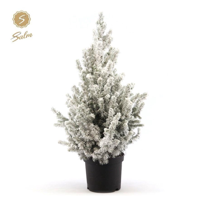 <h4>Picea gl. 'December'® P19 50/60 + Snow</h4>