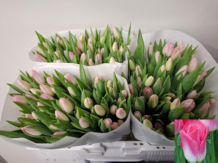 <h4>TU EN DYNASTY</h4>