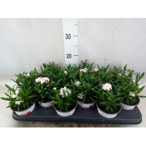 Dianthus  'Oscar White'