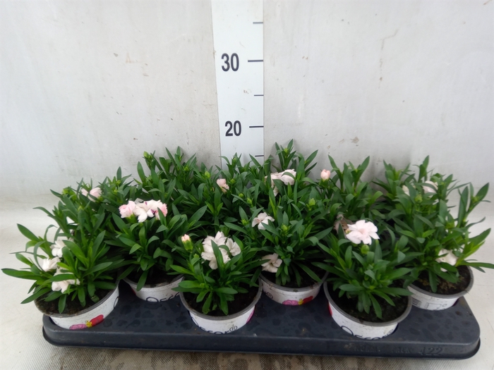 <h4>Dianthus  'Oscar White'</h4>