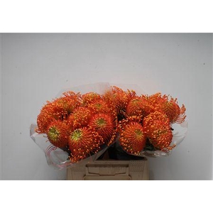 Leuco Ayoba Orange Zest