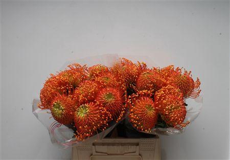 <h4>Leuco Ayoba Orange Zest</h4>