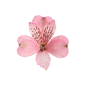 ALSTROEMERIA DEBBY 080 CM