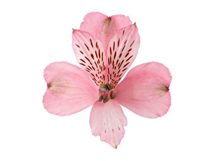 ALSTROEMERIA DEBBY 080 CM