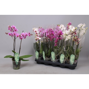 PHAL MF GEM 5 KL