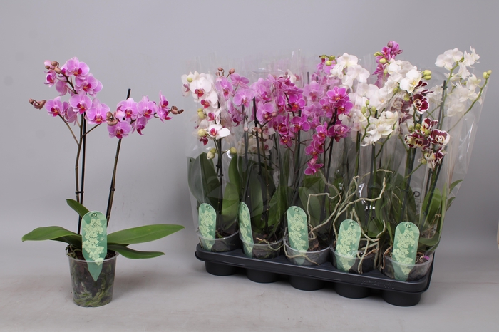 <h4>PHAL MF GEM 5 KL</h4>