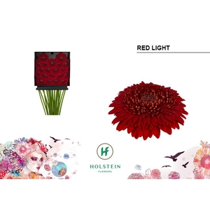 Germini Pomponi Red Light Diamond per kaart