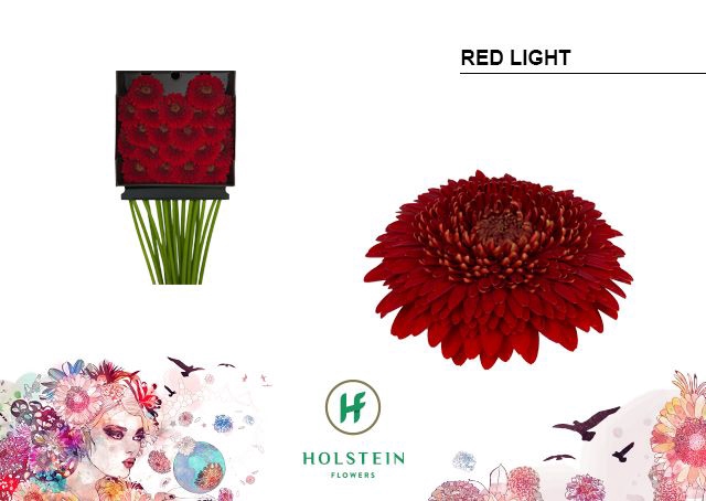<h4>GE MB GERPONI RED LIGHT DIA KAART x20</h4>