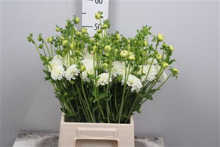<h4>Dahl White Aster</h4>