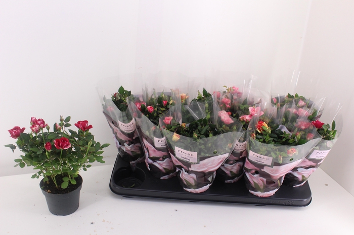 <h4>RO VICTORY GEM</h4>