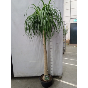 Beaucarnea recurvata
