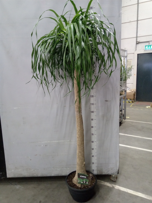 <h4>Beaucarnea recurvata</h4>