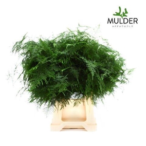 Asparagus Setaceus 50 Cm