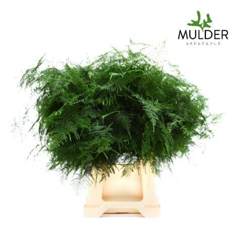 <h4>Asparagus Setaceus 50 Cm</h4>