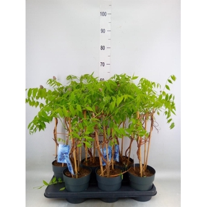 Wisteria frutes. 'Amethyst Falls'