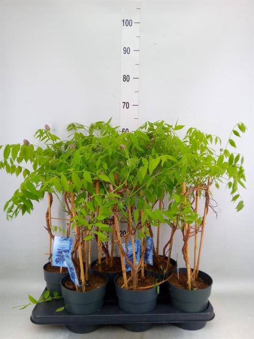 <h4>Wisteria frutes. 'Amethyst Falls'</h4>