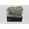 Oxypetalum Tweedia Blue
