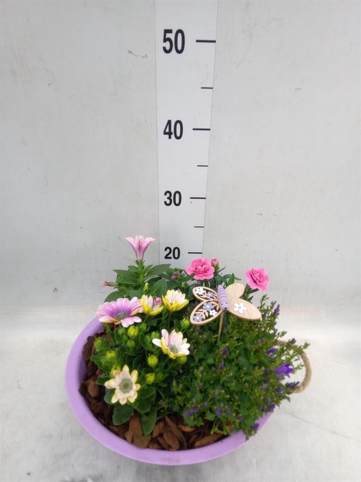 <h4>Arr.   Perkplanten H%</h4>