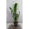 Zamioculcas zamiifolia