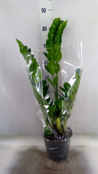 Zamioculcas zamiifolia