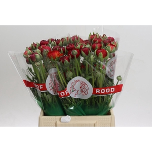 Ranunculus asiaticus Aazur Red Baron