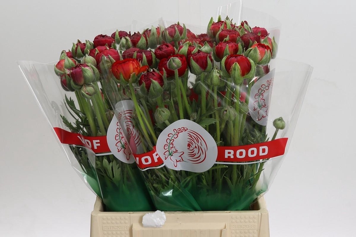 <h4>Ranunculus asiaticus Aazur Red Baron</h4>