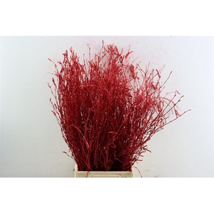 Berk 70cm Gl Rood Pbs