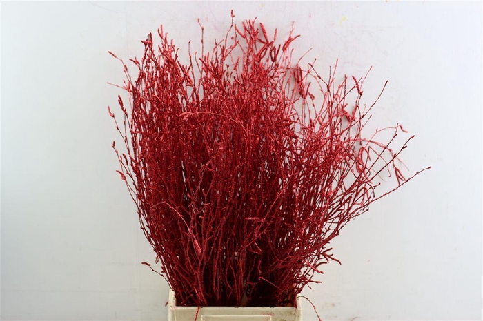 <h4>Berk 70cm Gl Rood Pbs</h4>