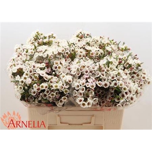 Chame Moonl Delight 50cm