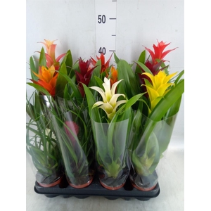 Bromelia   ...mix