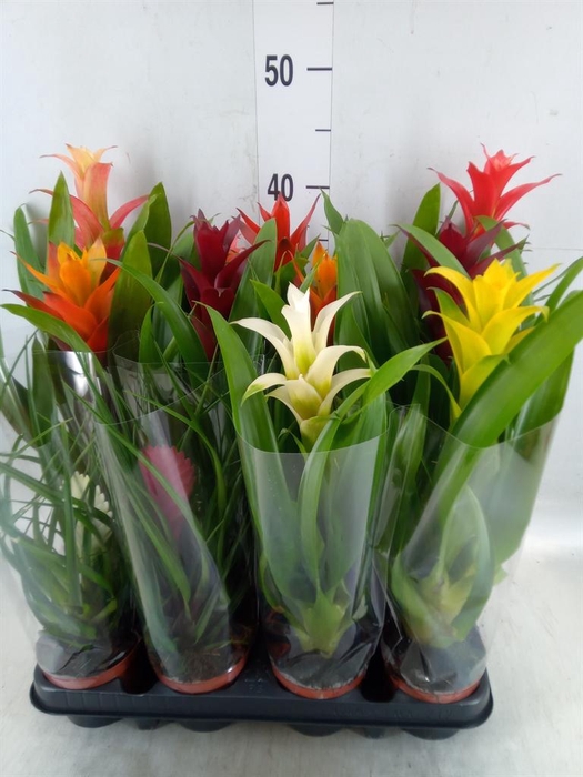 <h4>Bromelia   ...mix</h4>