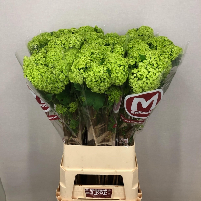 <h4>Viburnum L.100 2+flowers</h4>