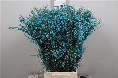 <h4>Genista Cerise (400gr)</h4>