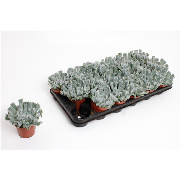 <h4>Echeveria Crispes</h4>