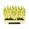 Matthiola Iron Yellow
