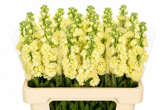 Matthiola Iron Yellow
