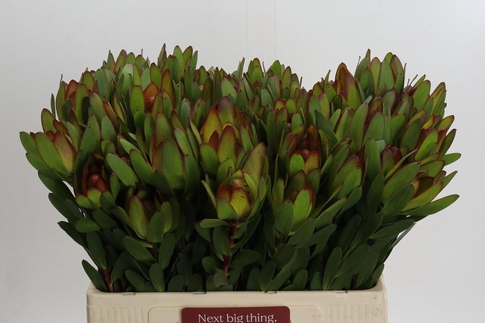 <h4>LEUCAD SAF GOLDSTRIK</h4>