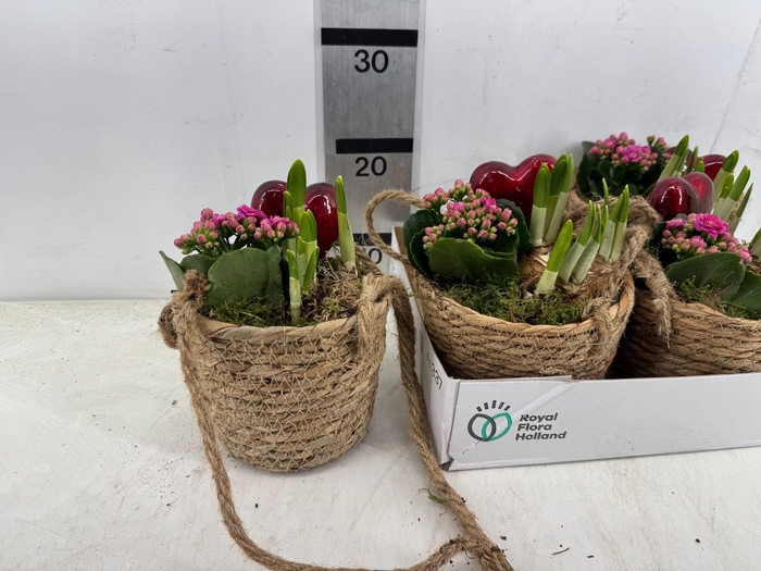 <h4>ARR PL IN SCHAAL</h4>