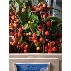 MALUS RED SENTINEL
