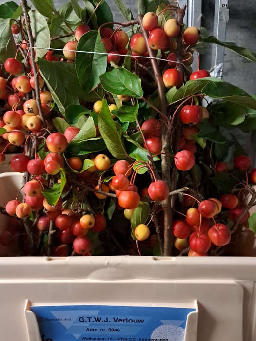 <h4>MALUS RED SENTINEL</h4>