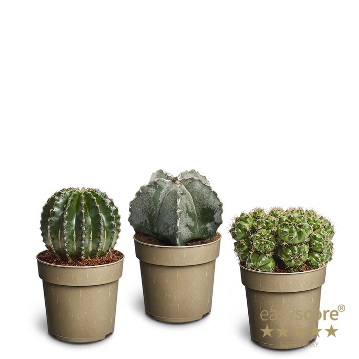 <h4>Cactus Collection P11</h4>