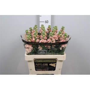 Matth Iron Apricot
