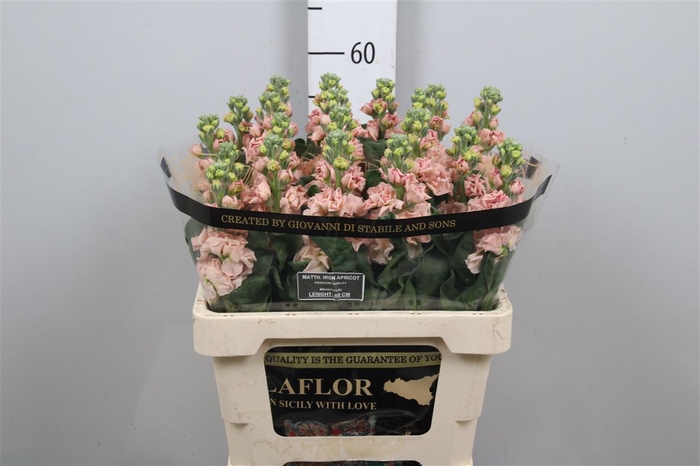 <h4>Matth Iron Apricot</h4>