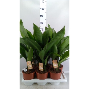 Aspidistra elat.