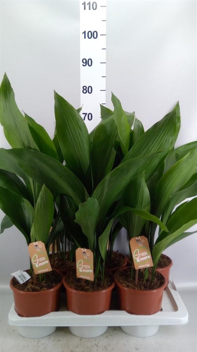 <h4>Aspidistra elat.</h4>